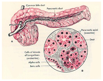India Pancreas Treatment Surgeons offers info on Pseudo cysts of the Pancreas India, Cancer of the Pancreas symptoms India